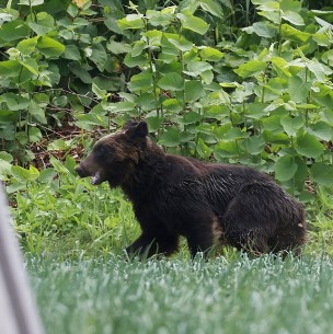 Oso genera pánico en las calles de Japón: Ataca a tres civiles y un militar Oso genera pánico en las calles de Japón: Ataca a tres civiles y un militar
