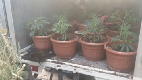 Encuentran cerca de 900 plantas de marihuana en San Miguel: Eran minuciosamente cuidadas