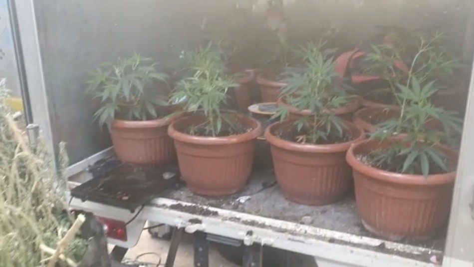 Encuentran cerca de 900 plantas de marihuana en San Miguel: Eran minuciosamente cuidadas Encuentran cerca de 900 plantas de marihuana en San Miguel: Eran minuciosamente cuidadas