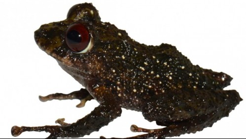 La rana 'Led Zeppelin': Descubren nueva especie de anfibio en Ecuador
