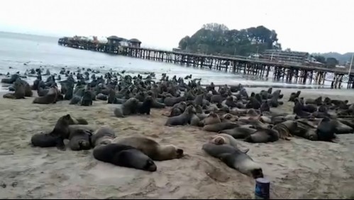Más de 300 lobos marinos se toman playas de Tomé: Algunos recorren las calles en busca de comida