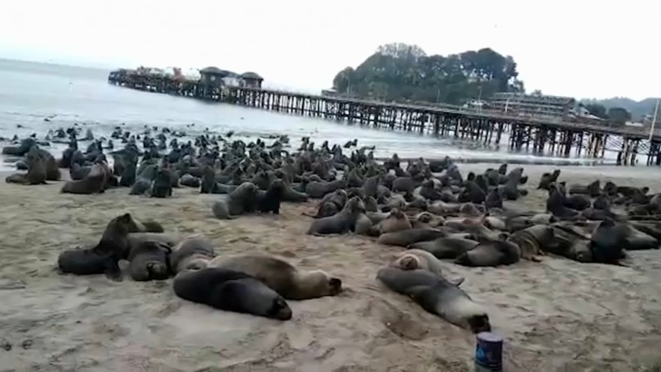 Más de 300 lobos marinos se toman playas de Tomé: Algunos recorren las calles en busca de comida Más de 300 lobos marinos se toman playas de Tomé: Algunos recorren las calles en busca de comida