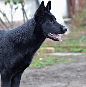 Niña es salvada por su perro después que intentaran secuestrarla Niña es salvada por su perro después que intentaran secuestrarla