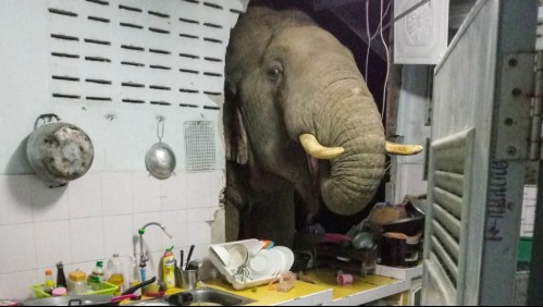 Elefante destruye casa para sacar comida de la cocina: afectados se acostumbran a sus visitas