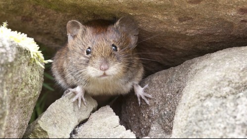 Plaga de ratones obliga a evacuar presos de una cárcel en Australia