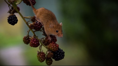 La 'fiebre del ratón': La otra infección que amenaza a Europa