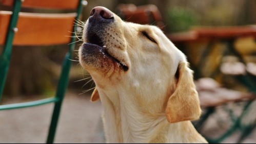 Mi perro no para de llorar: Cómo puedes ayudar a tu mascota en estos casos
