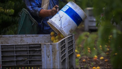 Sueldo de hasta $600.000: Revisa cómo postular a trabajos en sectores agrícolas