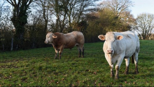 La historia de la vaca que escapó de un matadero y le salvaron la vida tras encontrarla