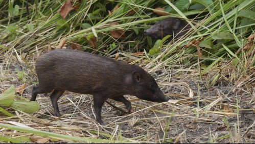 Docena de cerdos pigmeos fueron liberados en India para tratar de aumentar la población salvaje