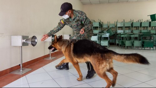 Perros afinan el olfato contra el coronavirus con sudor de enfermos en Ecuador