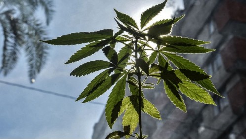 Corte Suprema de México despenaliza el uso lúdico recreativo de la marihuana