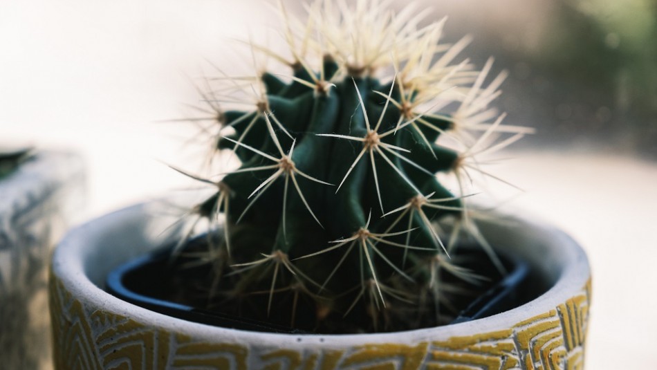 ¡toma Nota Estas Son 5 Plantas Que No Debes Tener En Casa Según El Feng Shui Meganoticias 1319