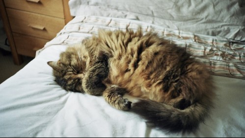 Gatos pueden contraer Covid-19 al dormir en la misma cama que sus dueños según estudio