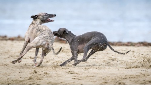 Corre como el viento: Estos son los perros más rápidos del mundo