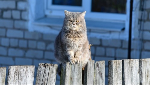 Los más enojones: 5 señales que muestran que tu gato está de pésimo humor