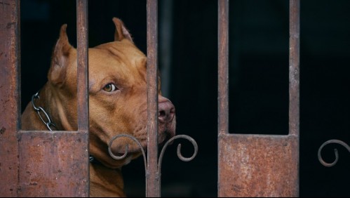 'Si tengo que ir preso, voy': joven roba perro pitbull que era maltratado por su vecino