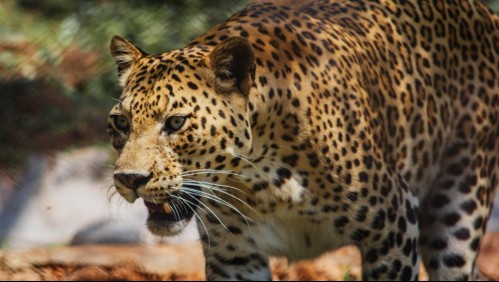 Hermanos se salvaron de las garras de un leopardo: Se defendieron con una torta de cumpleaños