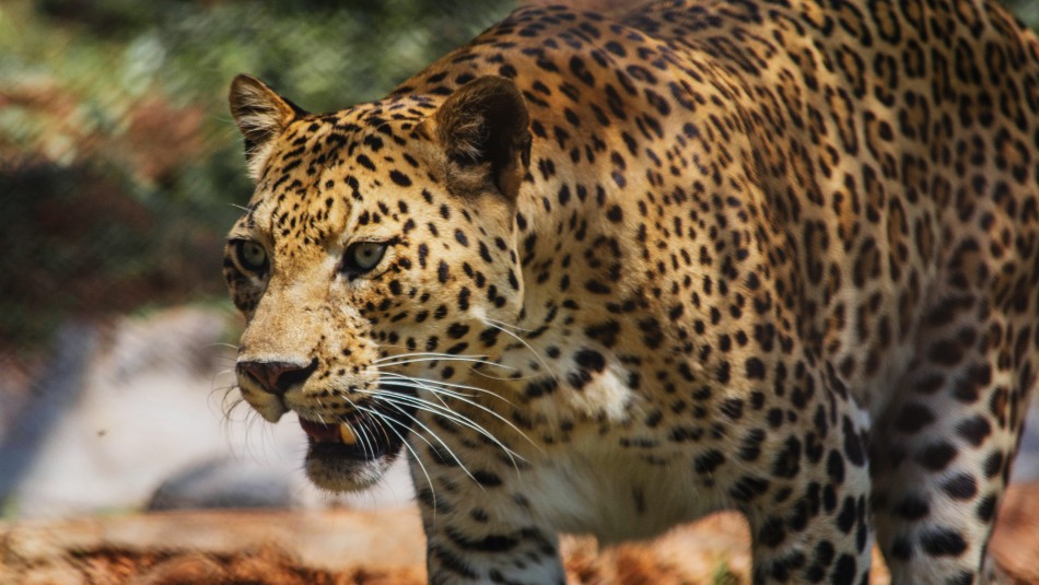 imagen-referencial Hermanos se salvaron de las garras de un leopardo: Se defendieron con una torta de cumpleaños