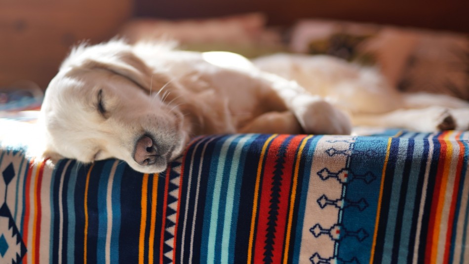 ¿Pueden soñar los perros?: Revisa qué dicen los expertos ¿Pueden soñar los perros?: Revisa qué dicen los expertos