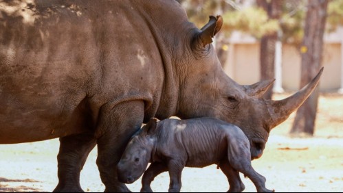 Disparan a quemarropa y asesinan al 'mayor cazador de rinocerontes' de Sudáfrica