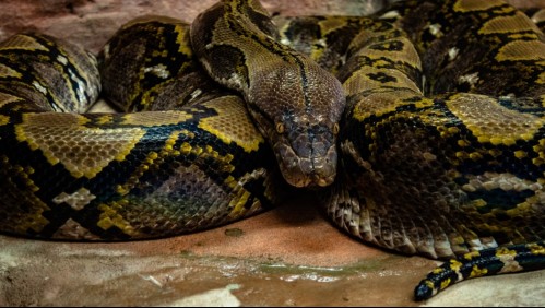 Adulto mayor es mordido por una pitón mientras estaba sentado en el inodoro de su casa