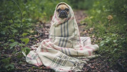 En pleno invierno: Así puedes saber si tu perro está pasando frío