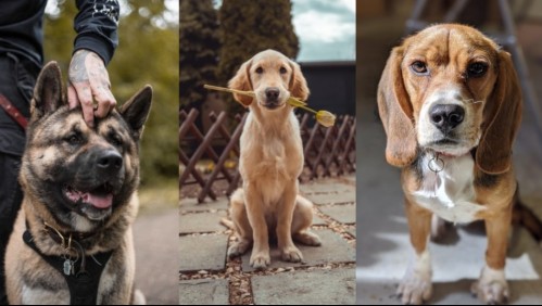 No son muy callados: Estas son las 10 razas de perros más ladradoras