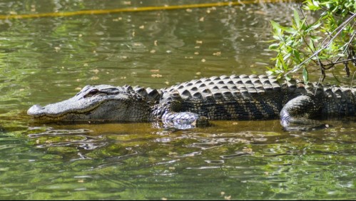 Encuentran el cuerpo de una mujer en Estados Unidos: Se presume que fue atacada por un caimán