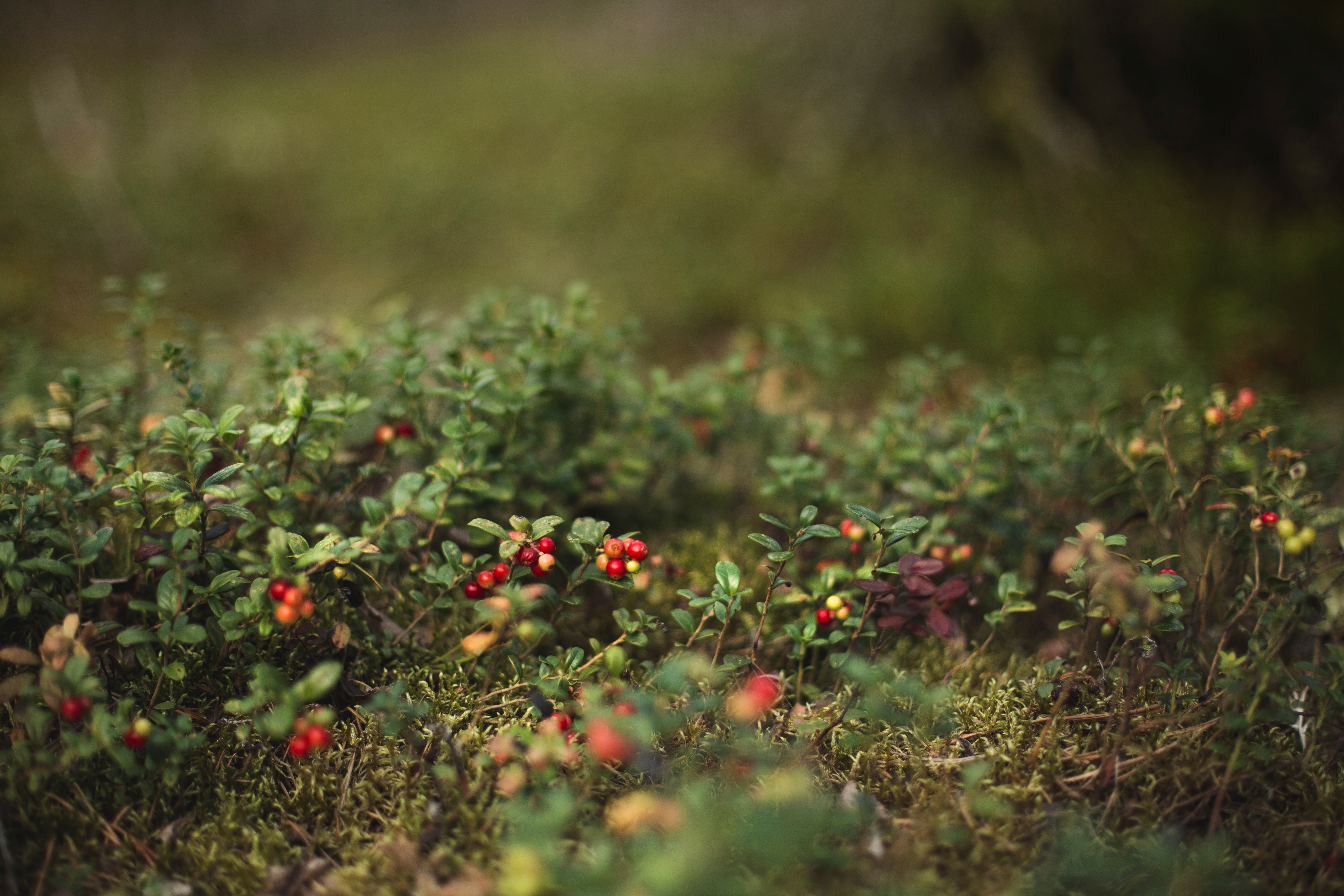 Cranberries en el arbusto