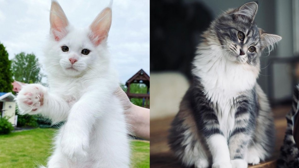 10 gigantes: Estas son las razas de gatos más grandes del mundo 10 gigantes: Estas son las razas de gatos más grandes del mundo