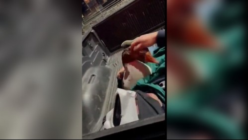 Registran el robo de un ganso desde centro comercial en Puerto Varas