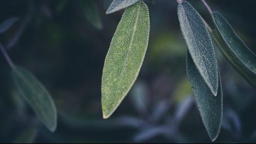 Tres hierbas naturales que te sirven para tratar la tos y el dolor de garganta