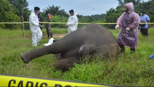 Conmoción por elefante que fue hallado decapitado y sin colmillos: También fue envenenado
