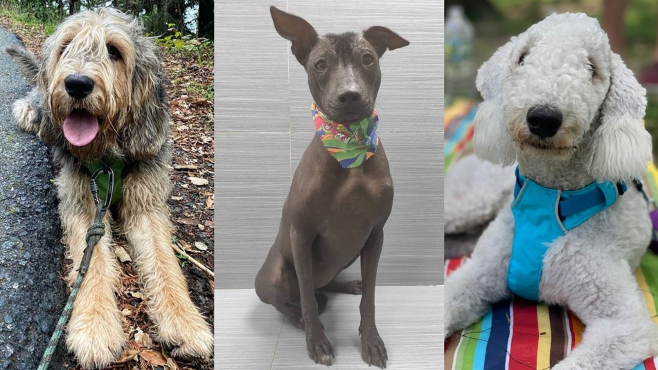 De seguro no los conoces: Las 9 razas de perros más exóticas De seguro no los conoces: Las 9 razas de perros más exóticas
