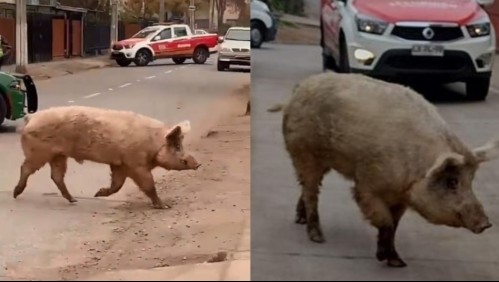 'Contaba con su pase de movilidad': capturan a astuto cerdo que se paseó por Estación Central