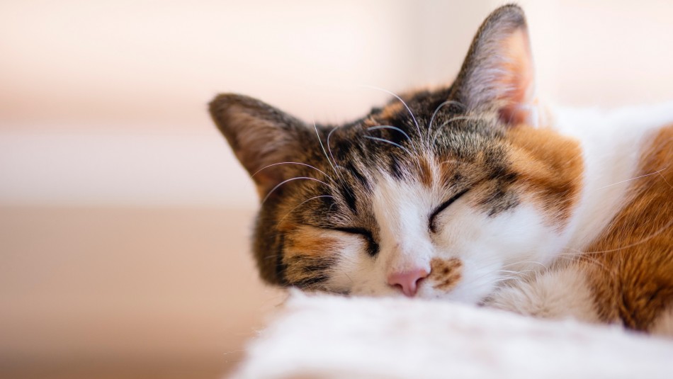 Son considerados de la suerte: ¿Por qué son tan especiales los gatos tricolores? Son considerados de la suerte: ¿Por qué son tan especiales los gatos tricolores?