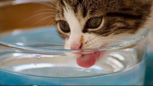 ¿Por qué los gatos prefieren tomar agua de la llave?
