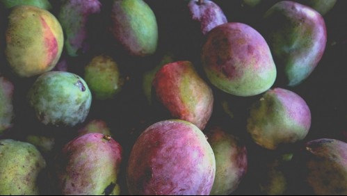 Sembraron por error el mango más caro del mundo y ahora usan guardias y perros para cuidarlos