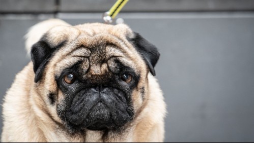 Se roba un pug y lo lanza sobre la reja para huir con el animal: Dueños buscan a su mascota