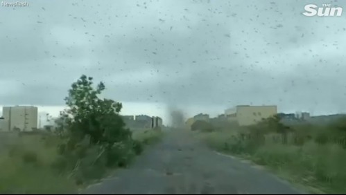 [VIDEO] 'Tornado de mosquitos' sorprende en Rusia: Sería una forma de apareamiento