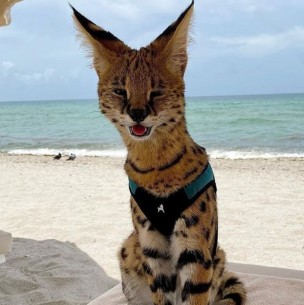 Algunos no tienen bigotes: Estos son los 10 gatos más extraños del mundo Algunos no tienen bigotes: Estos son los 10 gatos más extraños del mundo