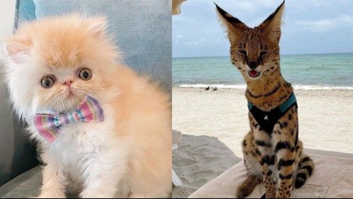 Algunos no tienen bigotes: Estos son los 10 gatos más extraños del mundo