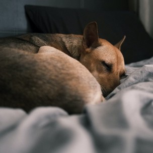 Hecho bolita o de espalda: Conoce qué significa la posición en que duerme tu perro Hecho bolita o de espalda: Conoce qué significa la posición en que duerme tu perro