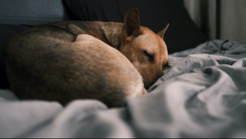 Hecho bolita o de espalda: Conoce qué significa la posición en que duerme tu perro