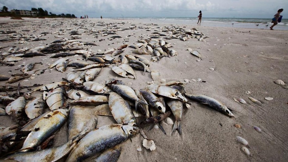 Olor putrefacto y 800 toneladas de peces muertos: Marea roja amenaza a Estados Unidos Olor putrefacto y 800 toneladas de peces muertos: Marea roja amenaza a Estados Unidos