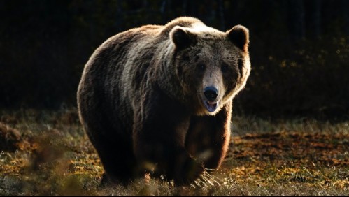 Rescatan a hombre acosado por un oso durante una semana: sufrió lesiones en la pierna y torso