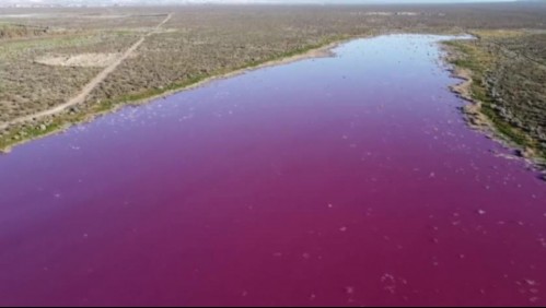 Laguna en la Patagonia se tiñe de color rosa por líquido vertido por pesqueras en Argentina