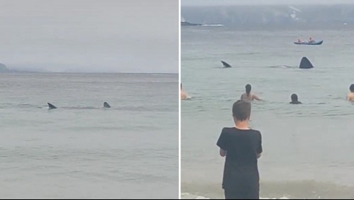 Video de 2 tiburones gigantes en la orilla de una playa se viraliza: Así reaccionan los bañistas