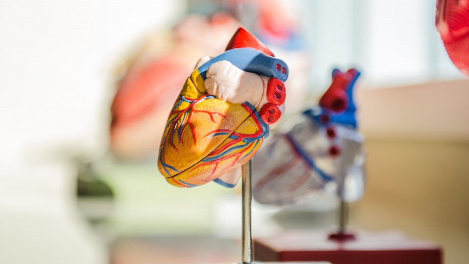 Cuida tu corazón: Estos son los síntomas de las principales enfermedades cardíacas